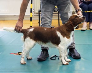 Minor Puppy Dog & Puppy Dog